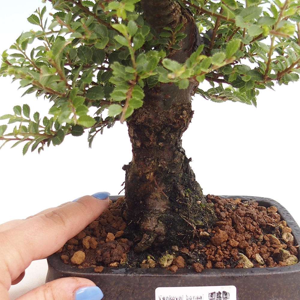 Venkovní bonsai - Ulmus parvifolia Hokkaido - jilm Čínský
