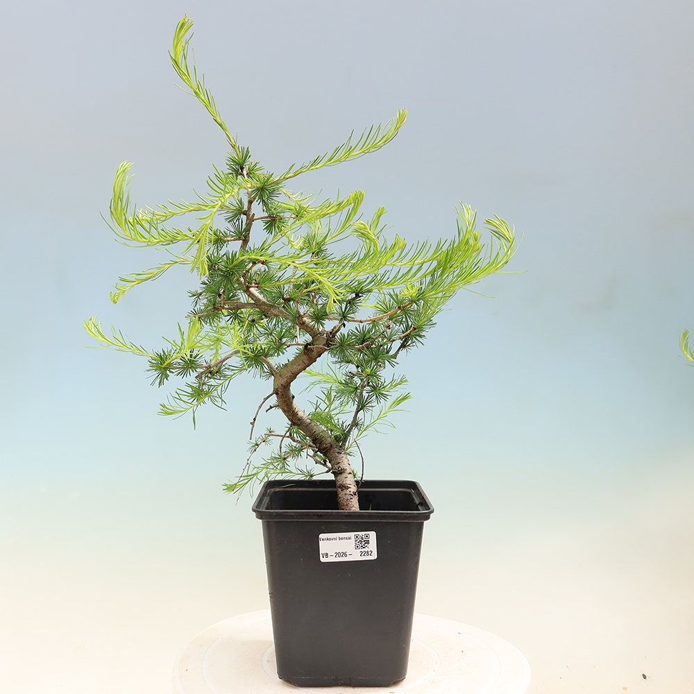 Venkovní bonsai -Larix decidua - Modřín opadavý 