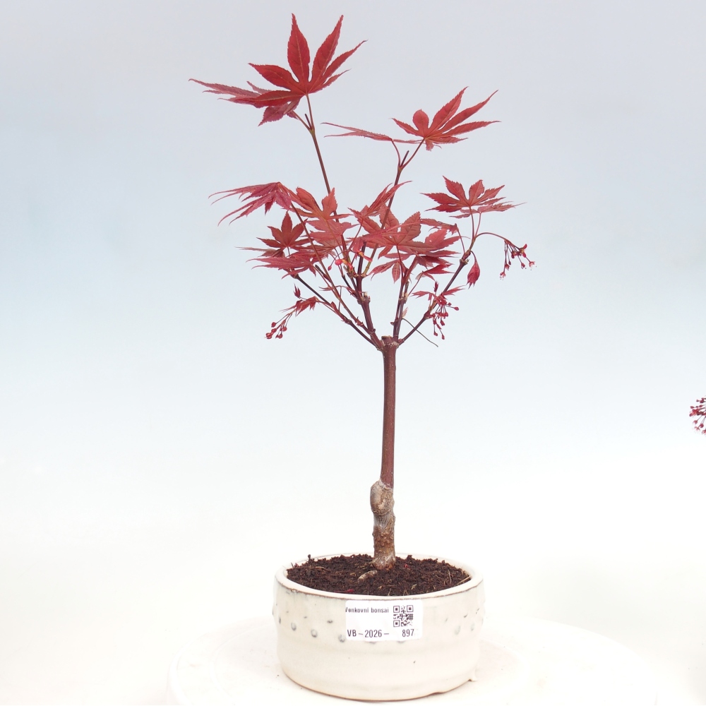 Venkovní bonsai - Acer palm. Atropurpureum-Javor dlanitolistý