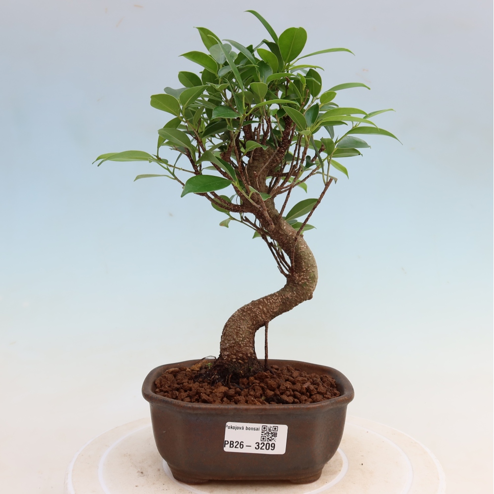 Pokojová bonsai - Ficus kimmen -  malolistý fíkus