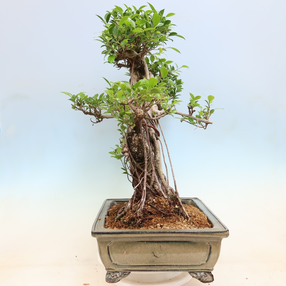 Pokojová bonsai - Ficus kimmen -  malolistý fíkus