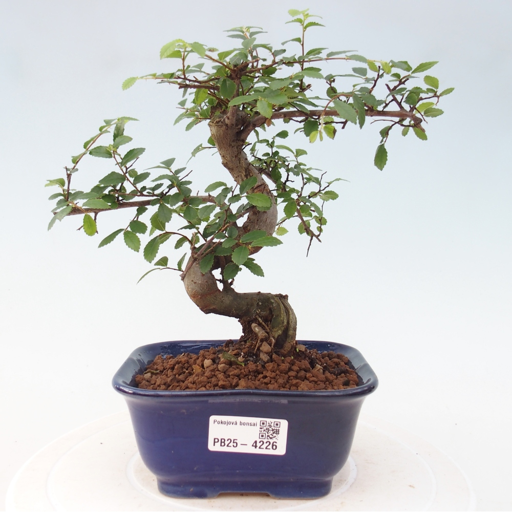 Pokojová bonsai - Ulmus parvifolia - Malolistý jilm