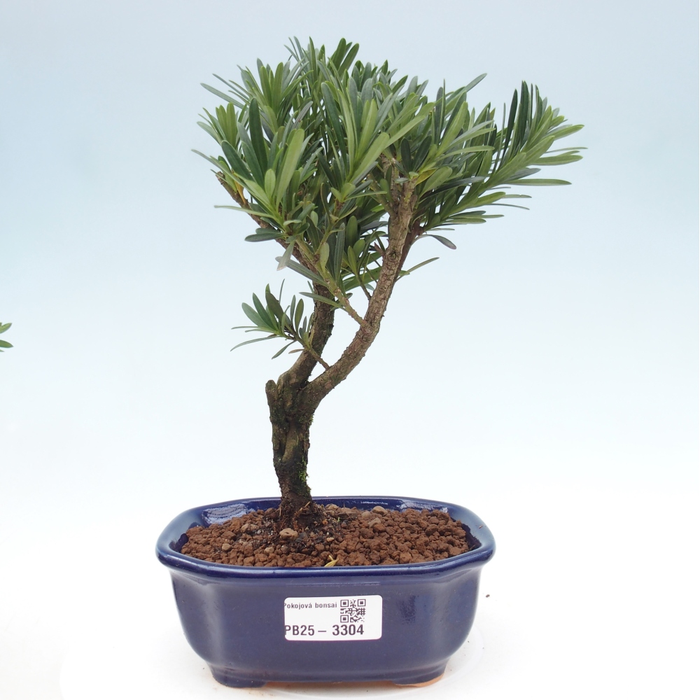 Pokojová bonsai - Podocarpus - Kamenný tis