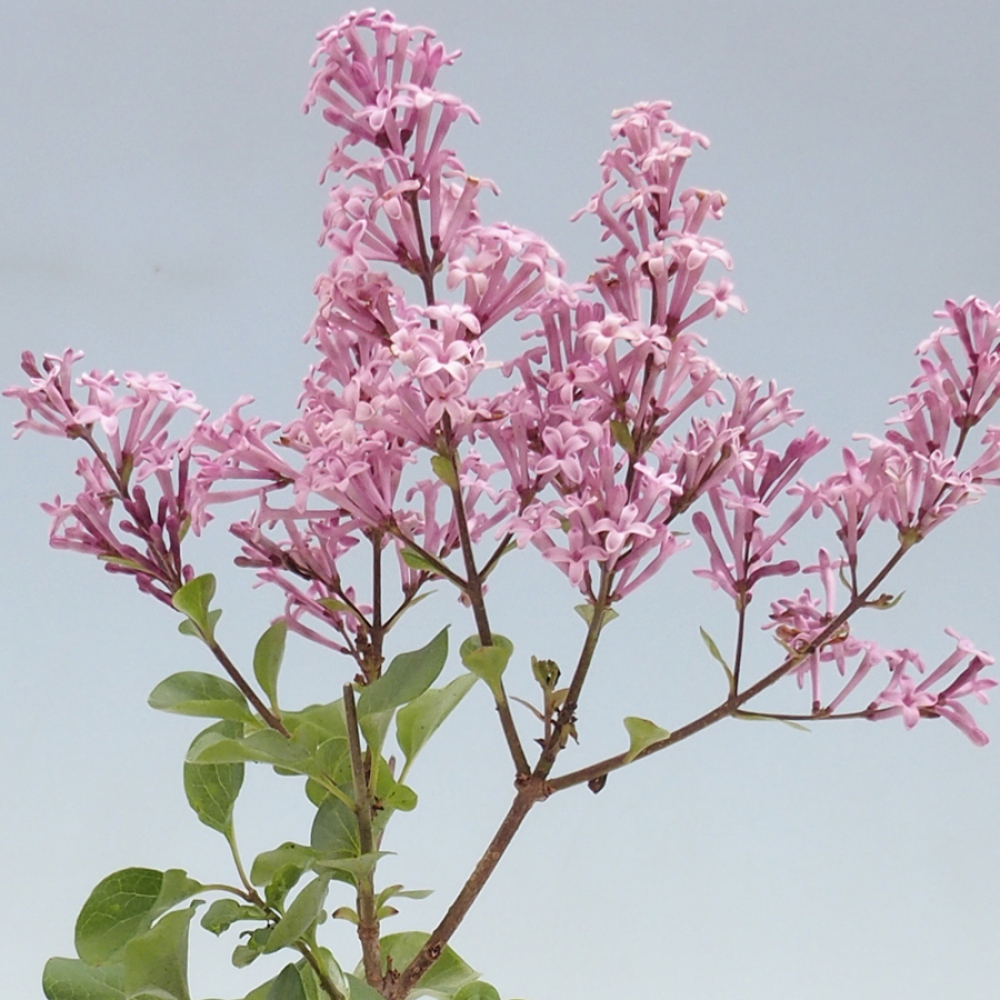 Venkovní  bonsai -  Syringa microphylla - malokvětý šeřík