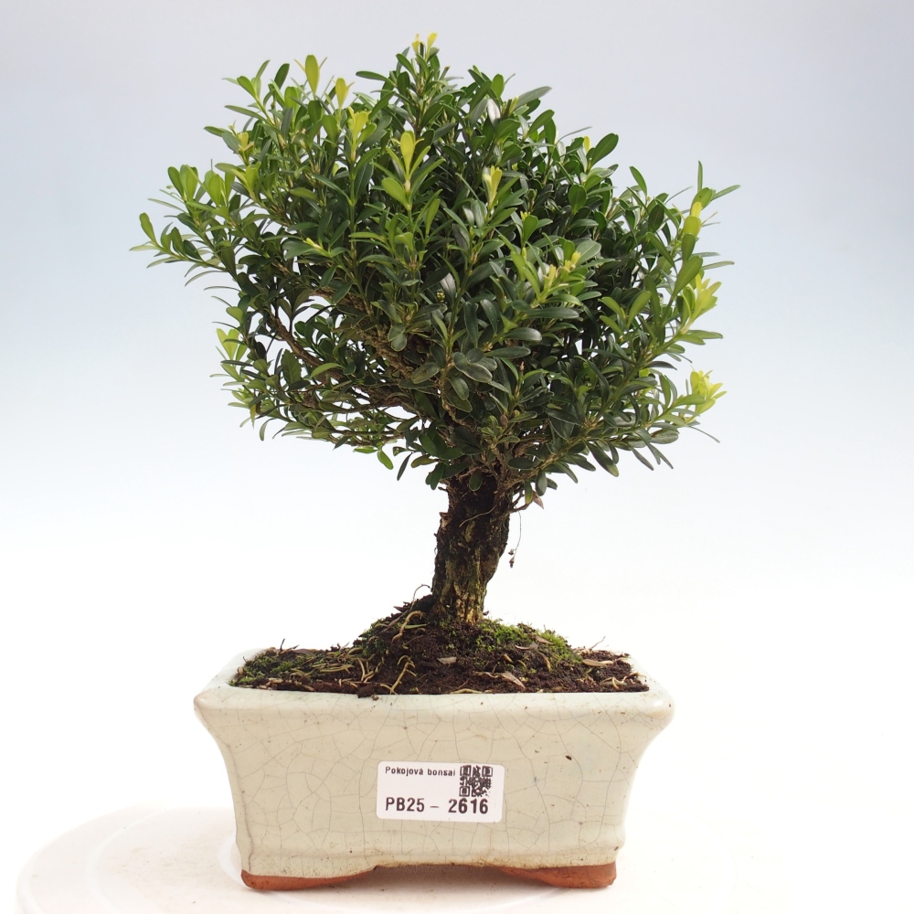Pokojová bonsai - Buxus harlandii -korkový buxus