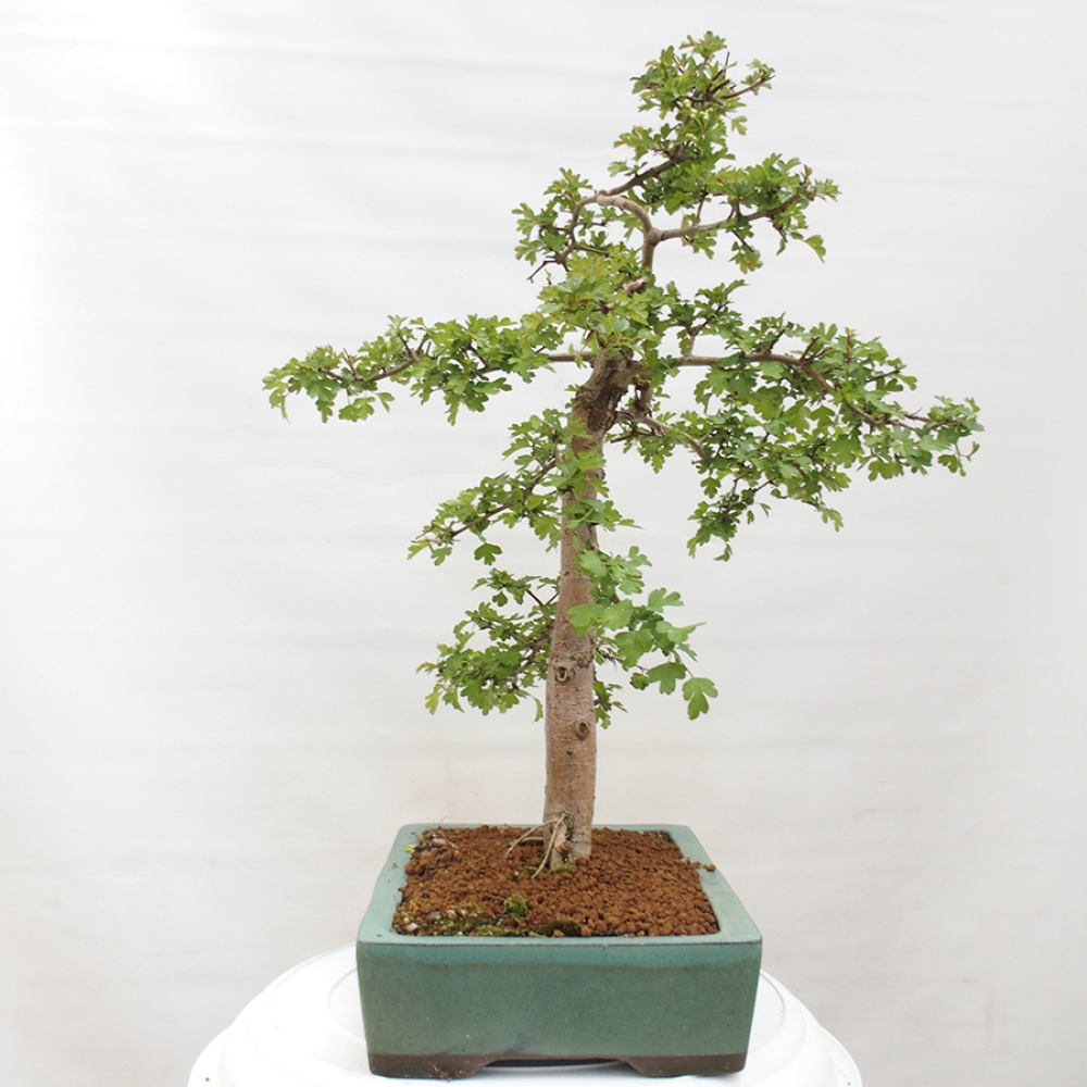 Venkovní bonsai - Hloh - Crataegus monogyna