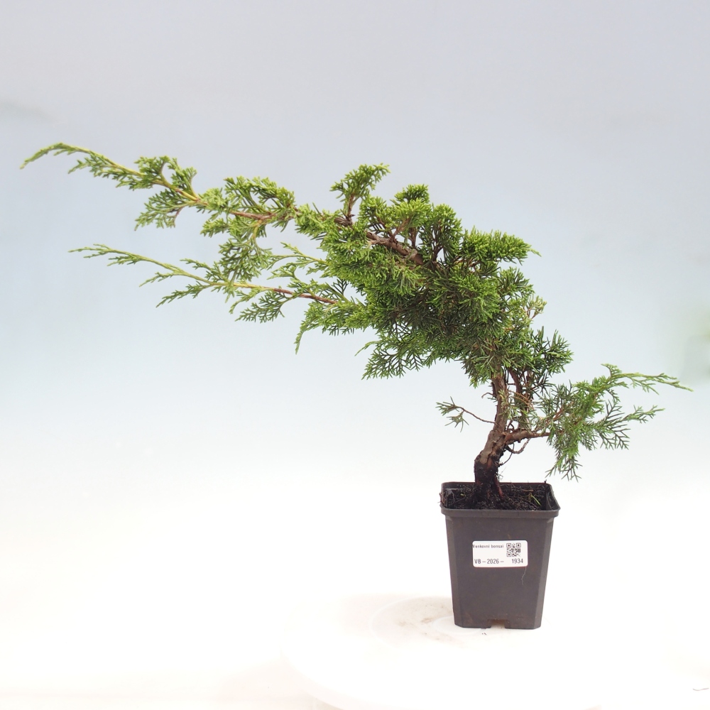 Venkovní bonsai - Juniperus chinensis Itoigawa -Jalovec čínský