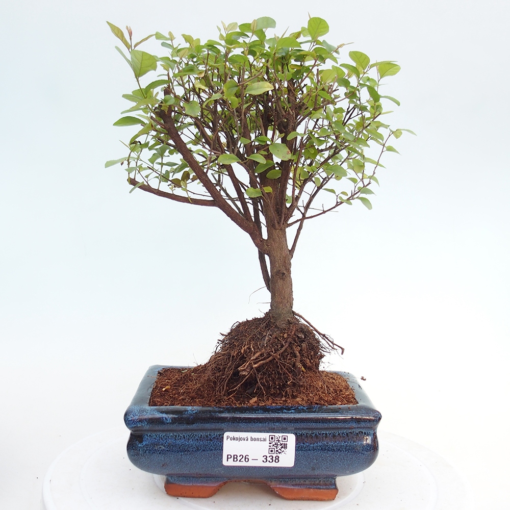 Pokojová bonsai - Sagerécie thea - Sagerécie thea