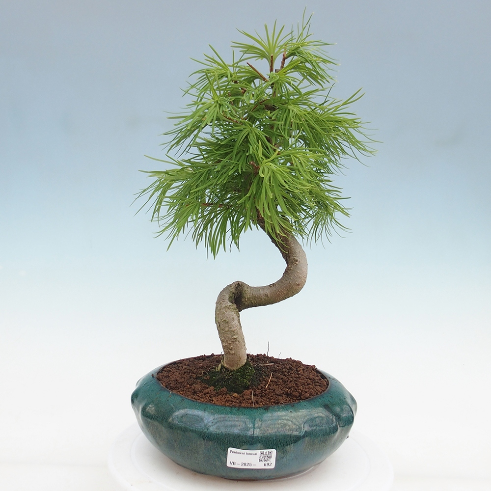 Venkovní bonsai - Pamodřín - Pseudolarix amabis