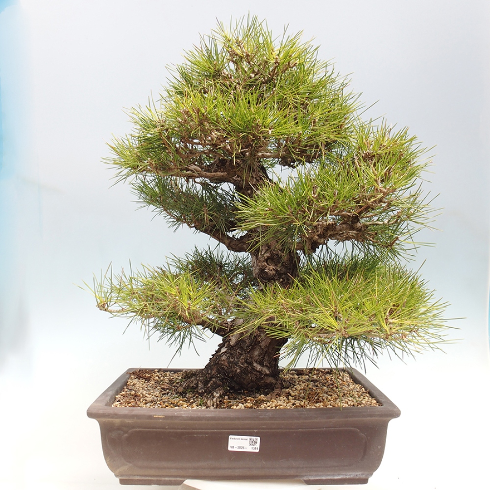 Venkovní bonsai - Pinus thunbergii - Borovice thunbergova