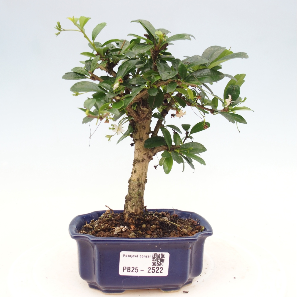 Pokojová bonsai - Carmona macrophylla - Čaj fuki