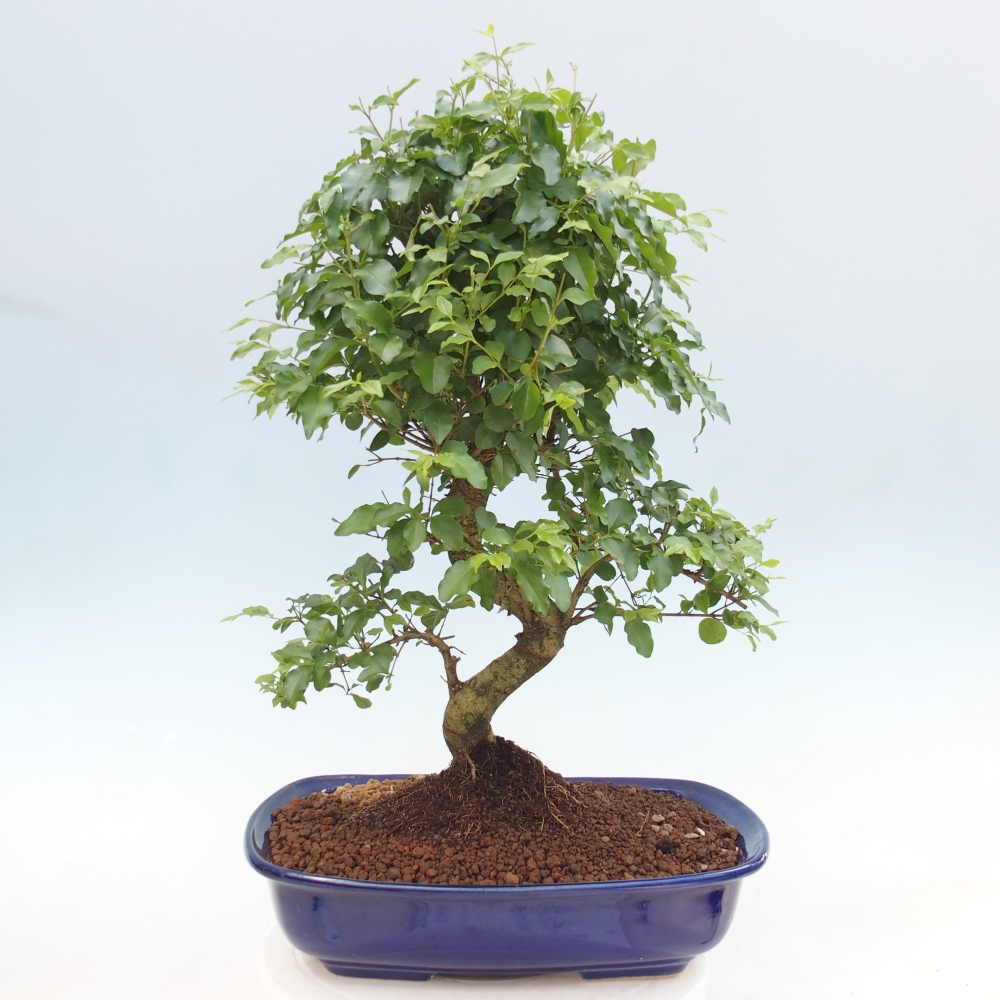 Pokojová bonsai -Ligustrum chinensis - Ptačí zob