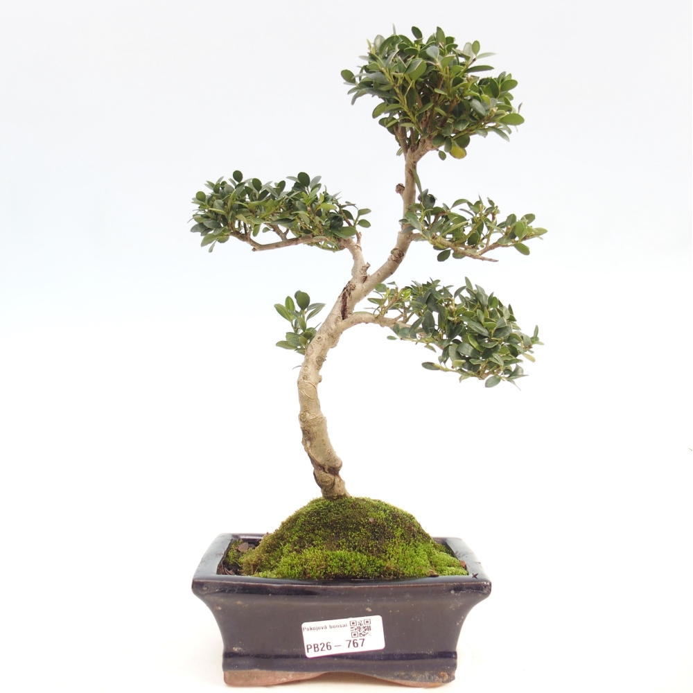 Pokojová bonsai - Ilex crenata - Cesmína
