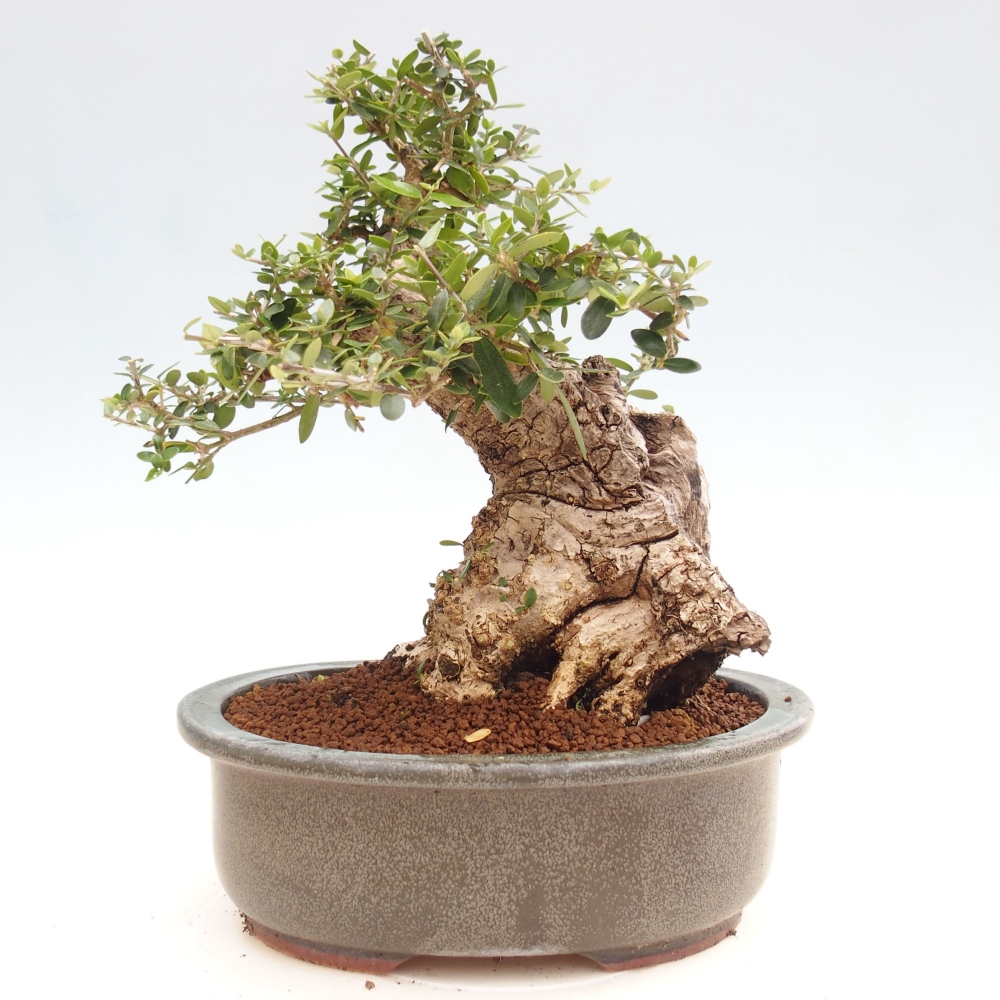 Pokojová bonsai - Olea europaea sylvestris -Oliva evropská drobnolistá