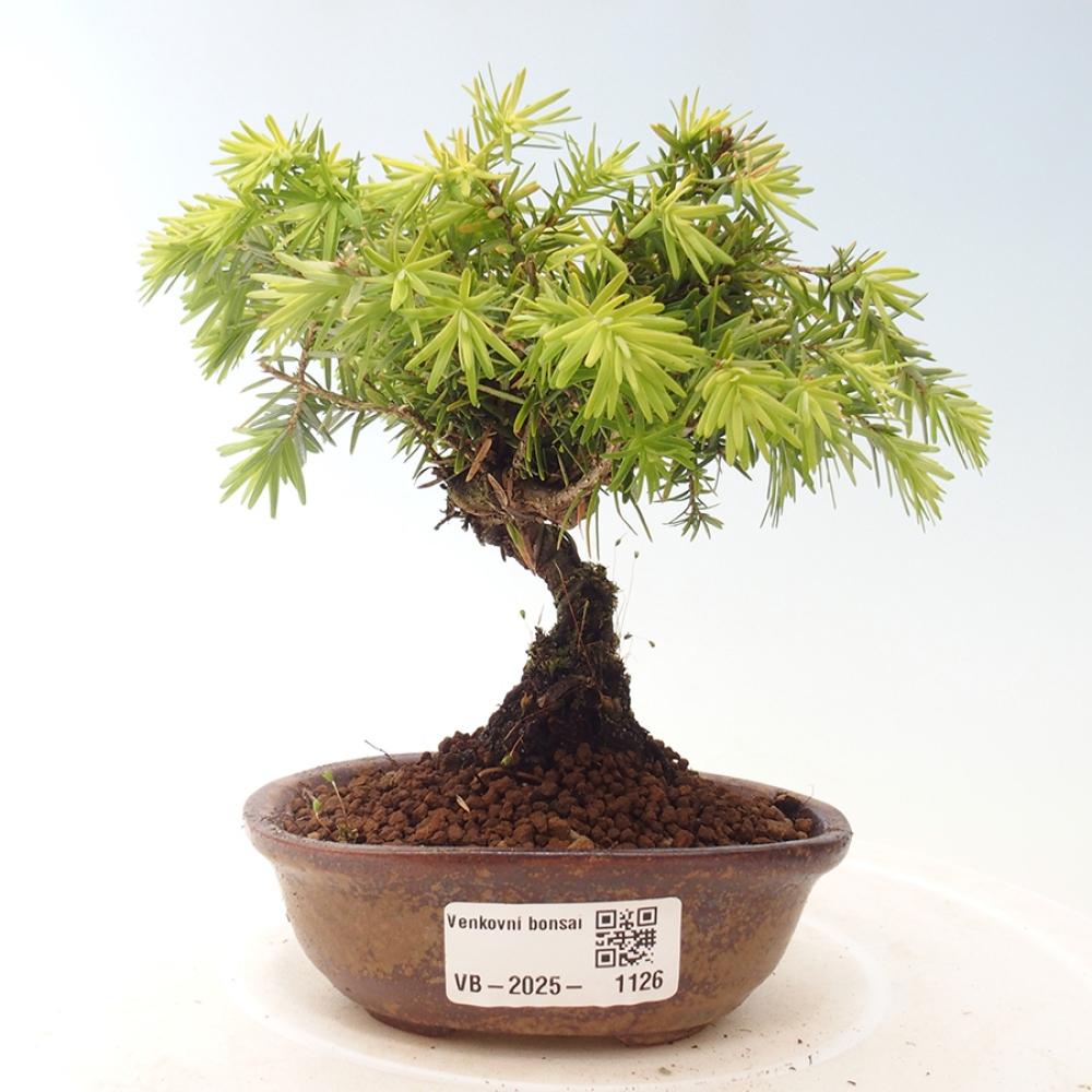 Venkovní bonsai - Tsuga canadensis - Jedlovec