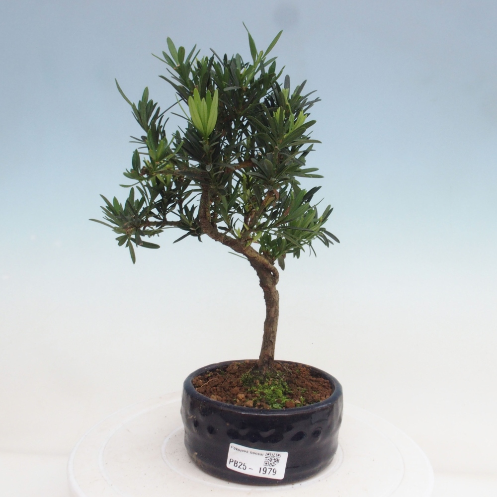 Pokojová bonsai - Podocarpus - Kamenný tis