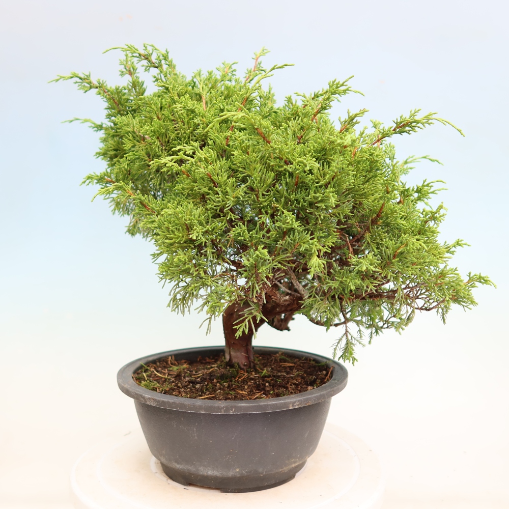 Venkovní bonsai - Juniperus chinensis Itoigawa-Jalovec čínský