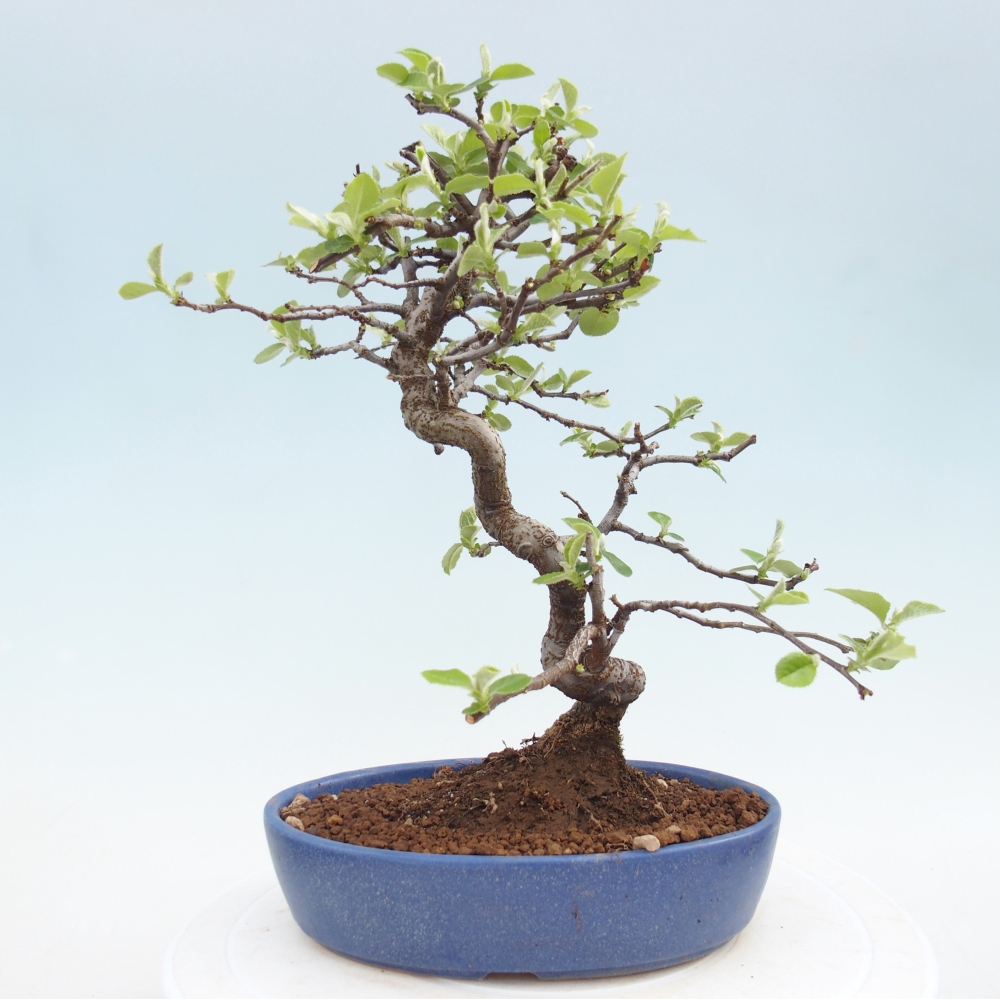 Venkovní  bonsai -  Chaneomeles chinensis - Kdoulovec čínsky