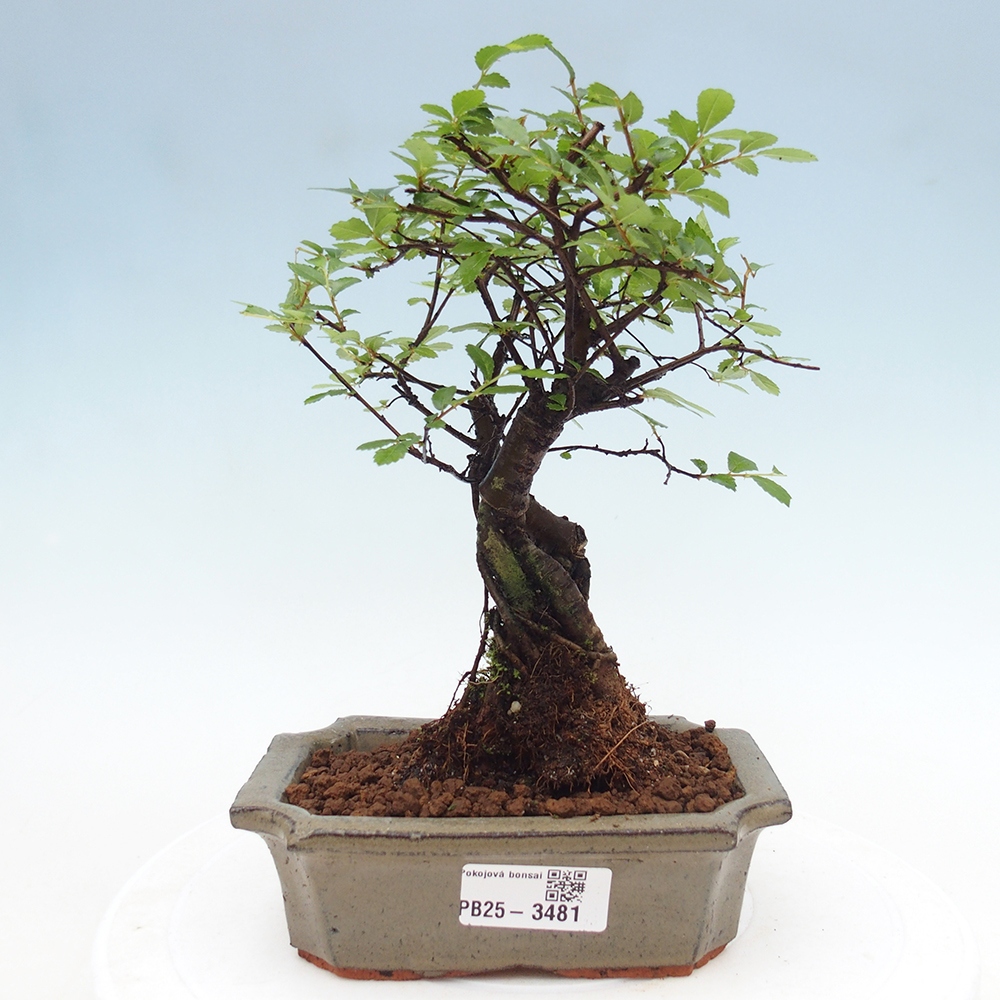Pokojová bonsai - Ulmus parvifolia - Malolistý jilm