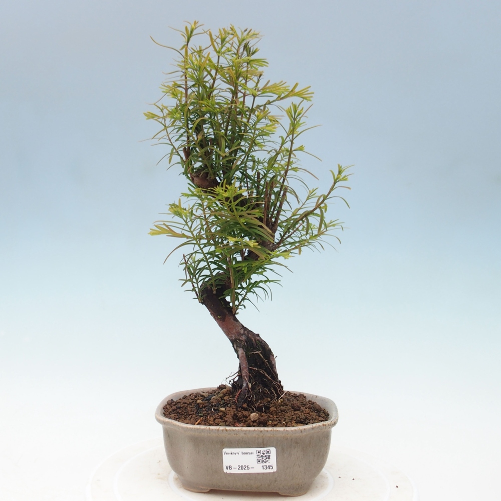Venkovní bonsai - Metasequoia glyptostroboides - Metasekvoje čínská