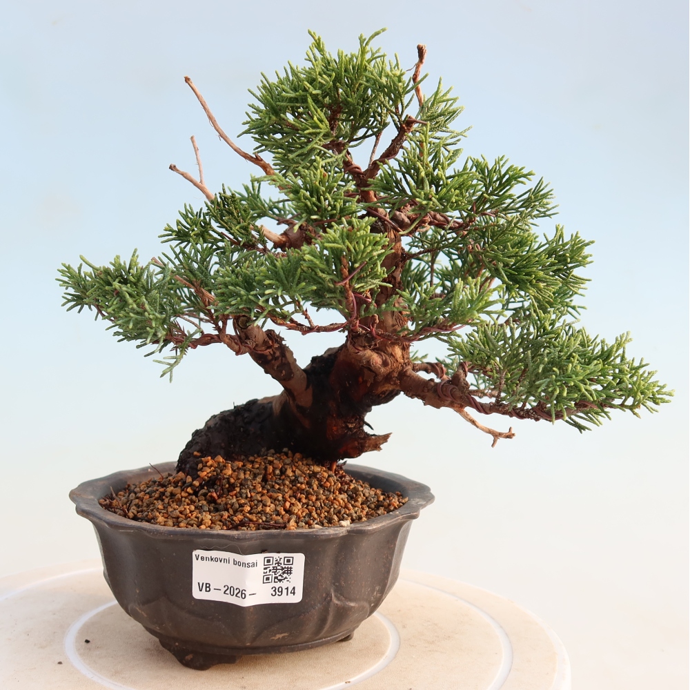 Venkovní bonsai - Juniperus chinensis Itoigawa -Jalovec čínský