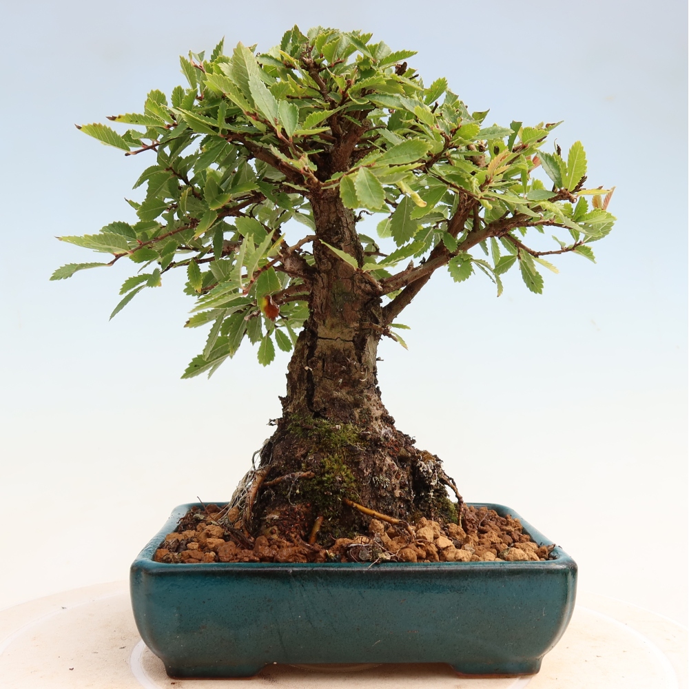 Venkovní bonsai - Zelkova - Zelkova NIRE
