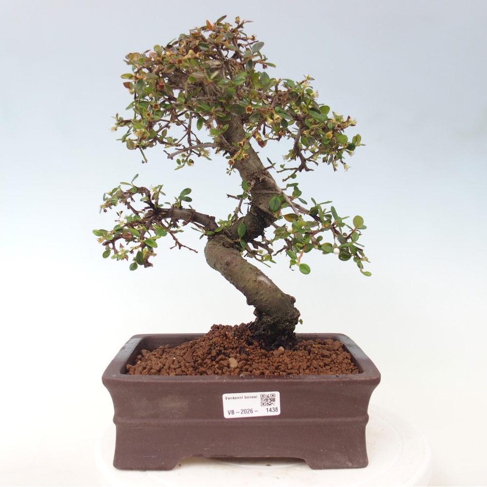 Venkovní bonsai-Cotoneaster dammeri - Skalník Damerův