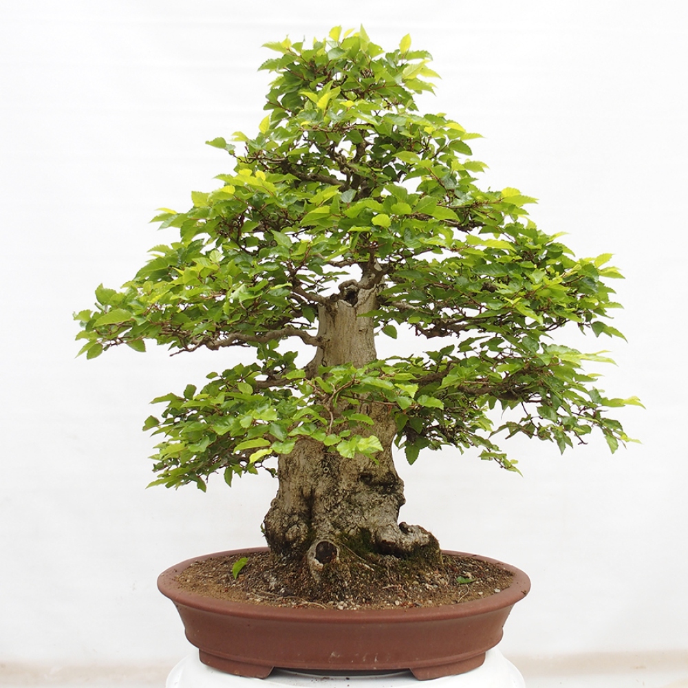 Venkovní bonsai -Carpinus CARPINOIDES - Habr korejský