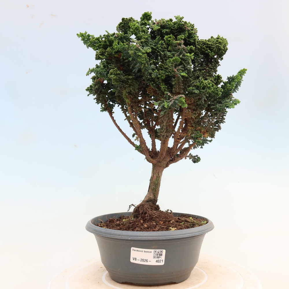 Venkovní bonsai - Cham. obtusa SEKKA HINOKI - Cypřišek