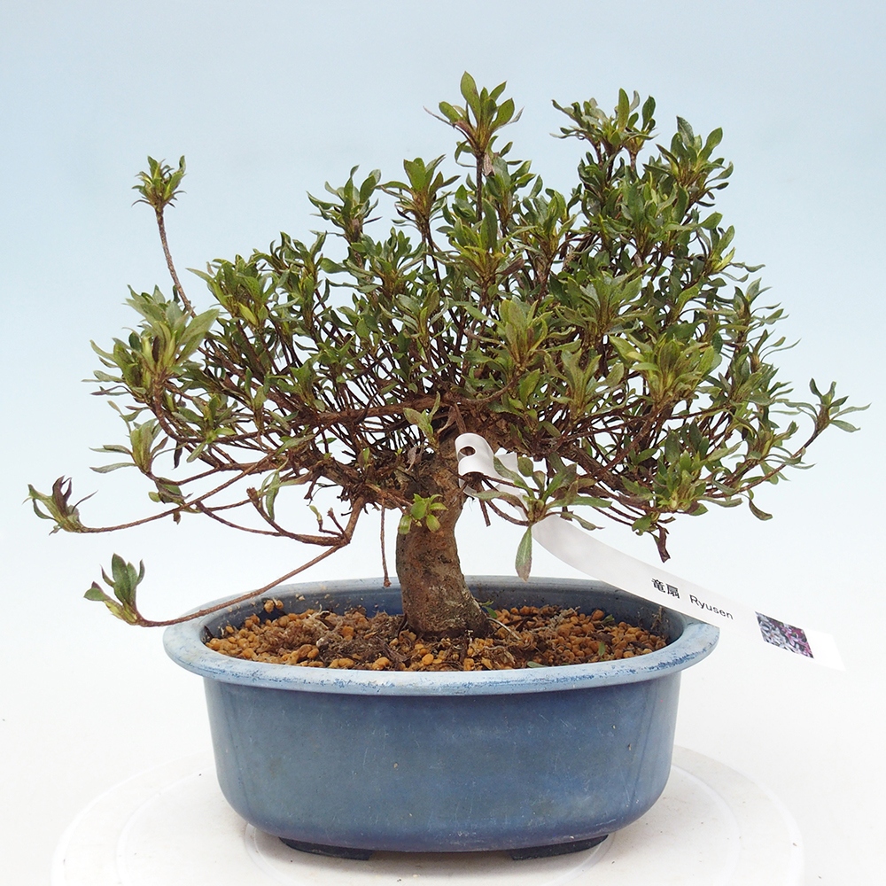 Venkovní bonsai - Japonská azalka - Azalea Ryusen