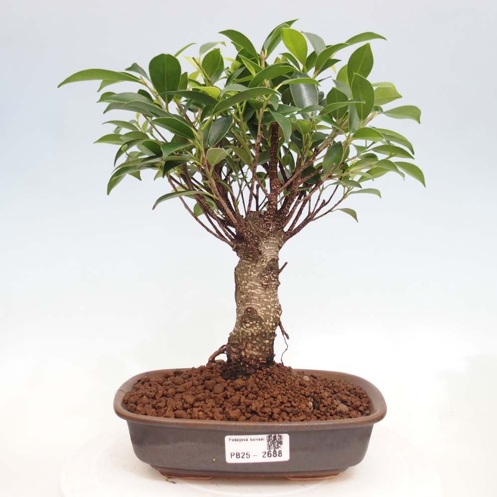 Pokojová bonsai - Ficus retusa -  malolistý fíkus