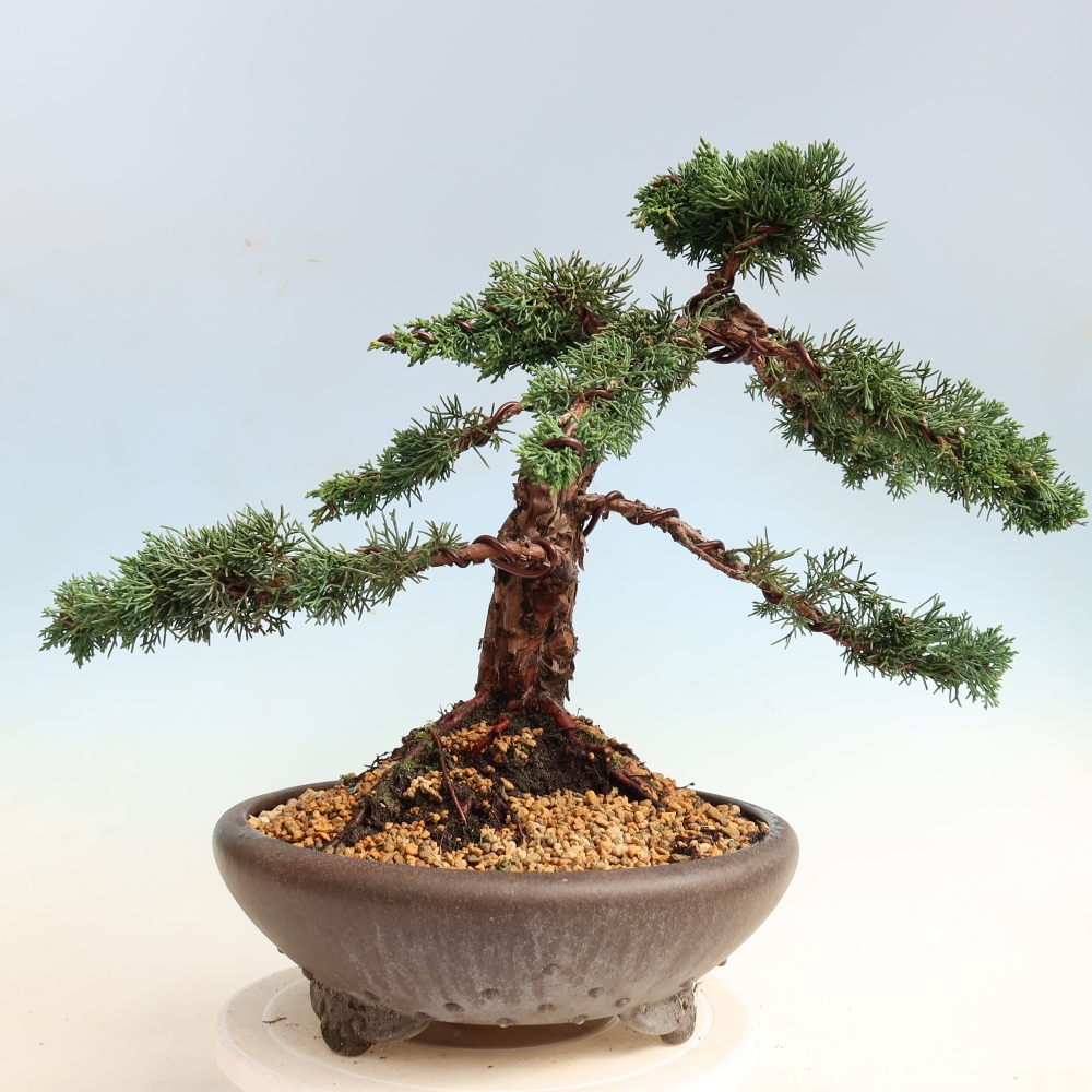 Venkovní bonsai - Juniperus chinensis Kishu -Jalovec čínský