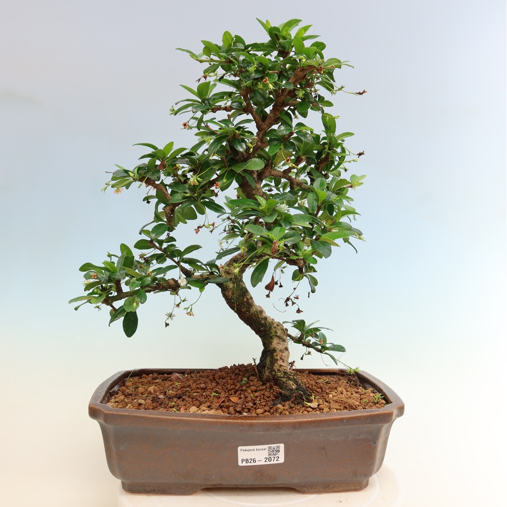 Pokojová bonsai - Carmona macrophylla - Čaj fuki