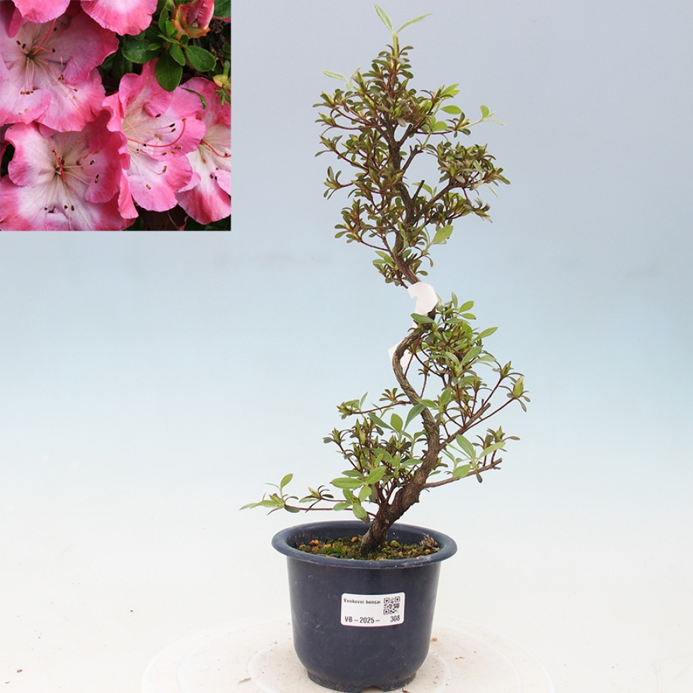 Venkovní bonsai - Japonská azalka - Azalea Sakurakomachi