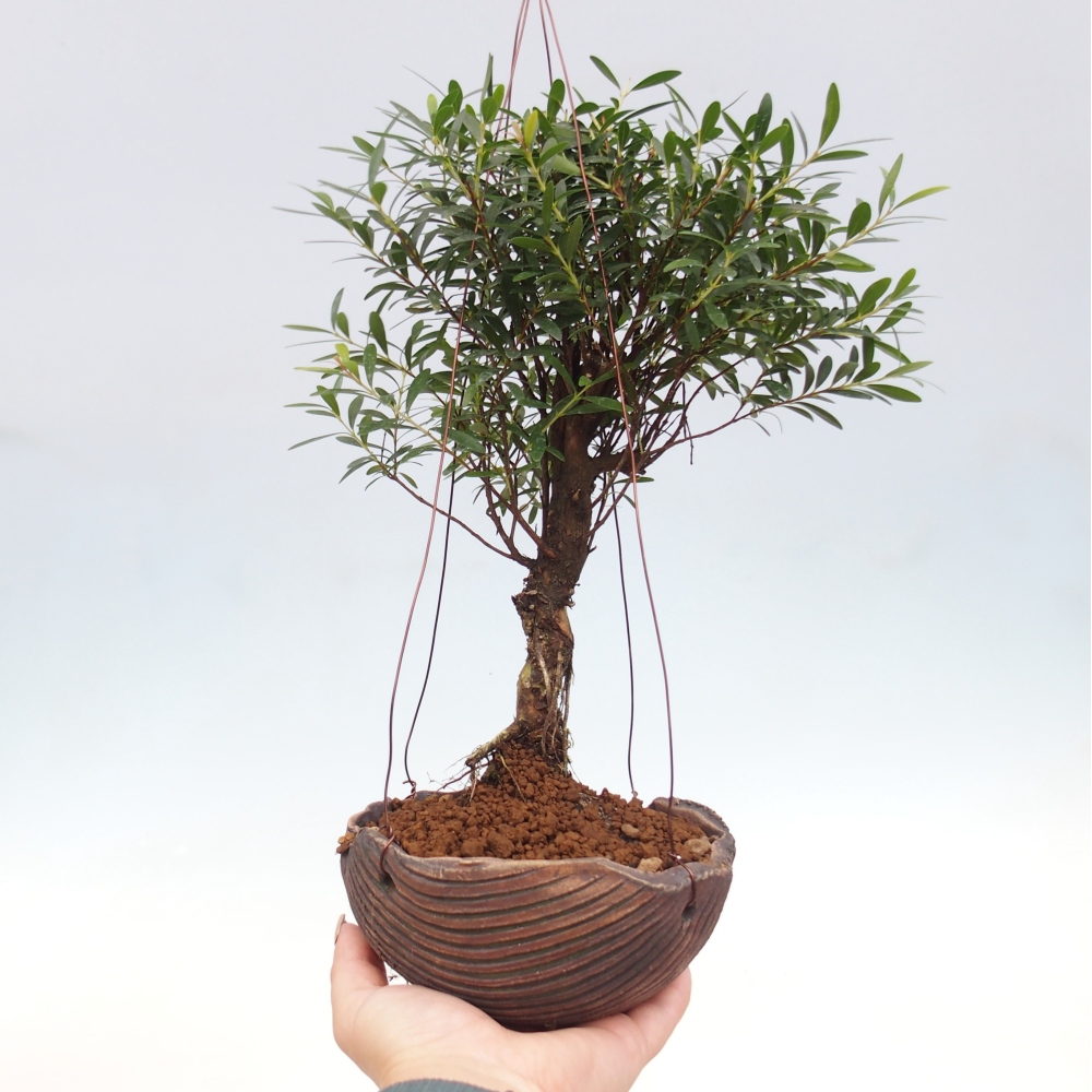Kokedama v keramice -Syzygium - Pimentovník