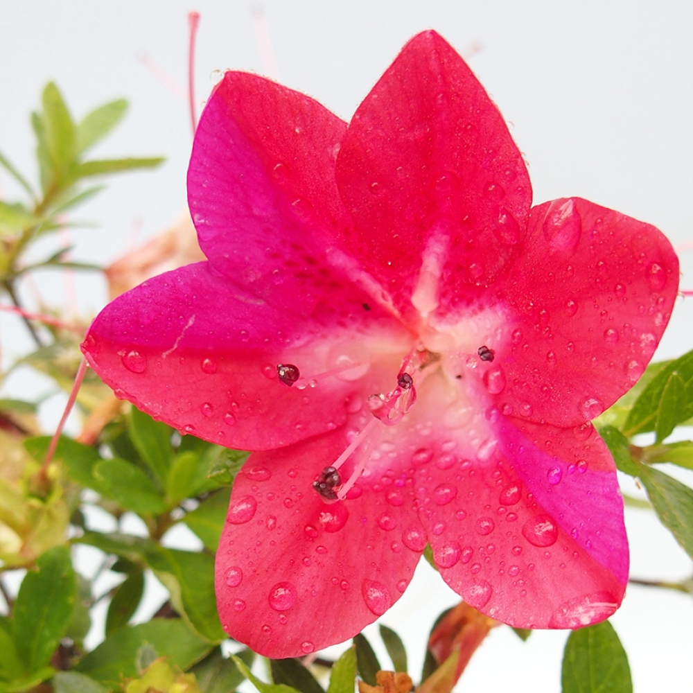 Venkovní bonsai - Japonská azalka - Azalea Rin