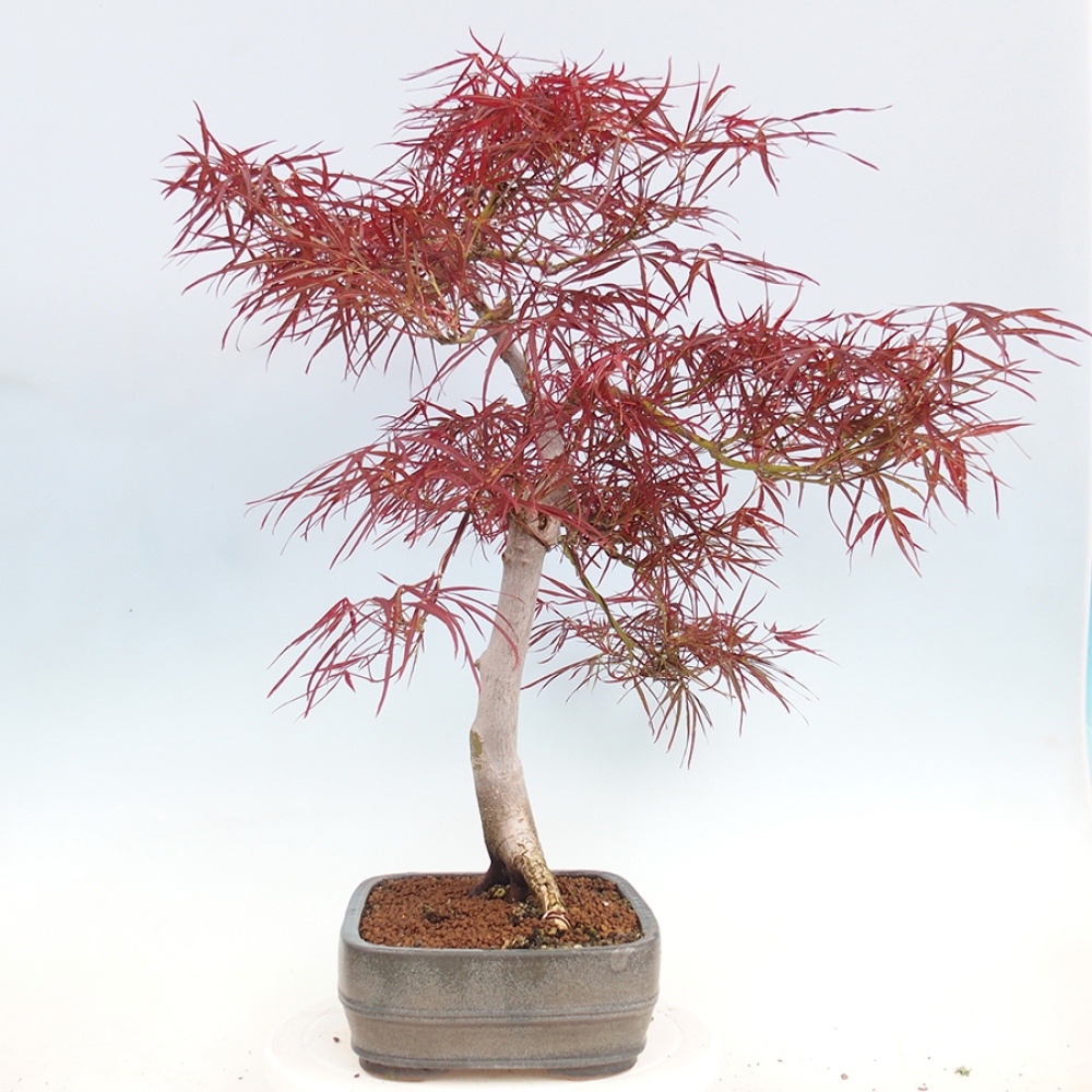 Venkovní bonsai - Javor dlanitolistý - Acer palmatum RED PYGMY