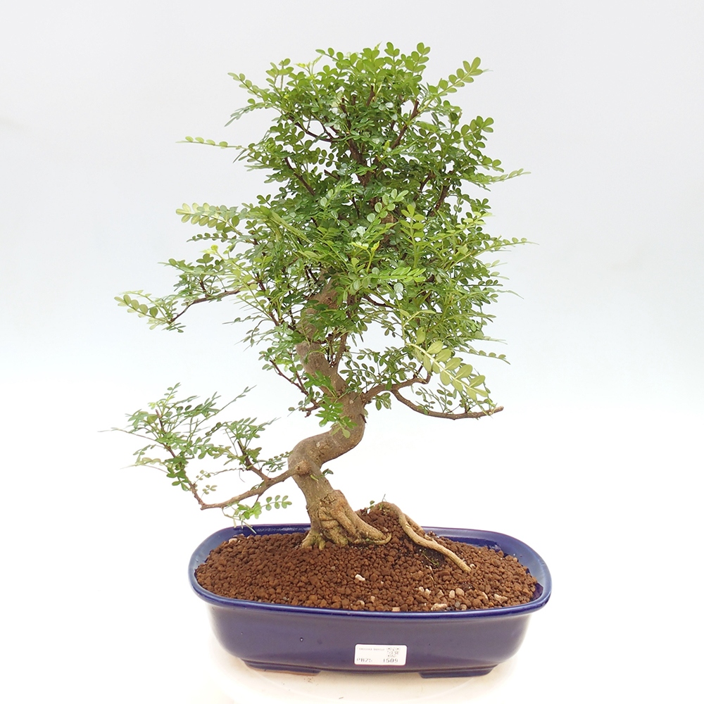 Pokojová bonsai - Zantoxylum piperitum - pepřovník