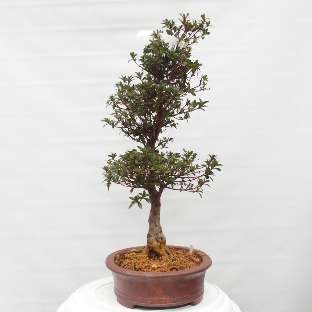 Venkovní bonsai - Japonská azalka - Azalea Hanatsuzuri