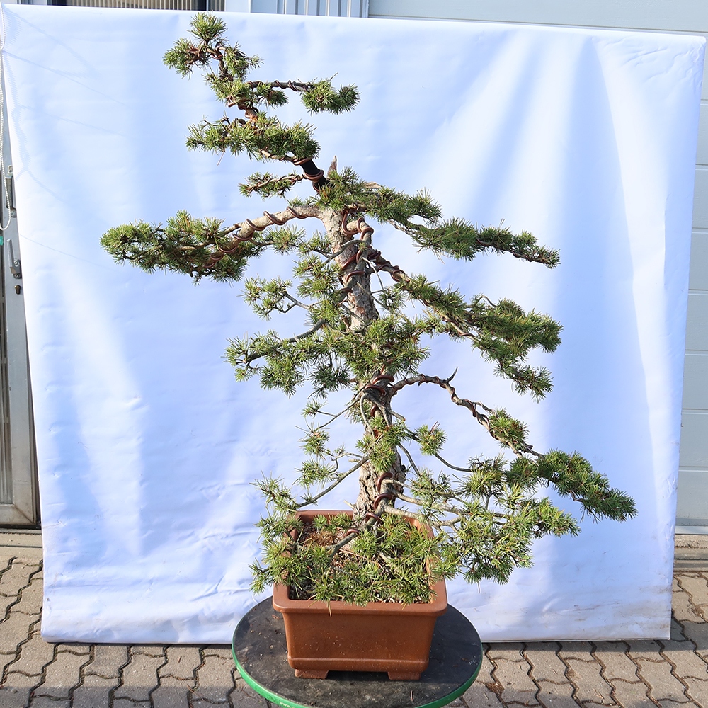 Pinus sylvestris Španělsko - borovice lesní