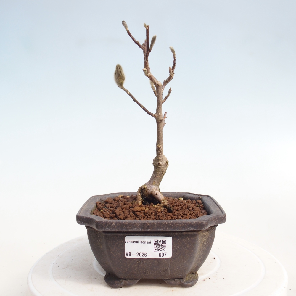 Venkovní bonsai - Magnolia stellata  -  Šácholán hvězdokvětý