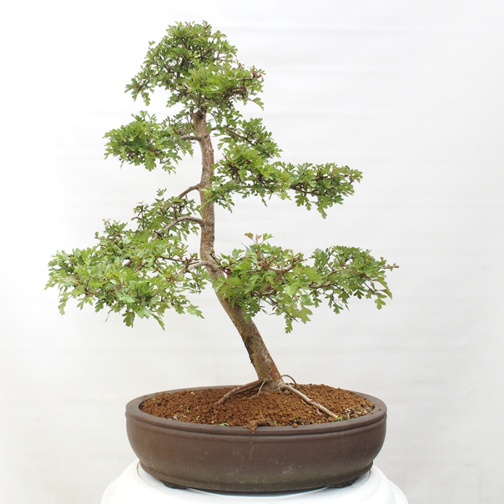 Venkovní bonsai - Hloh - Crataegus monogyna