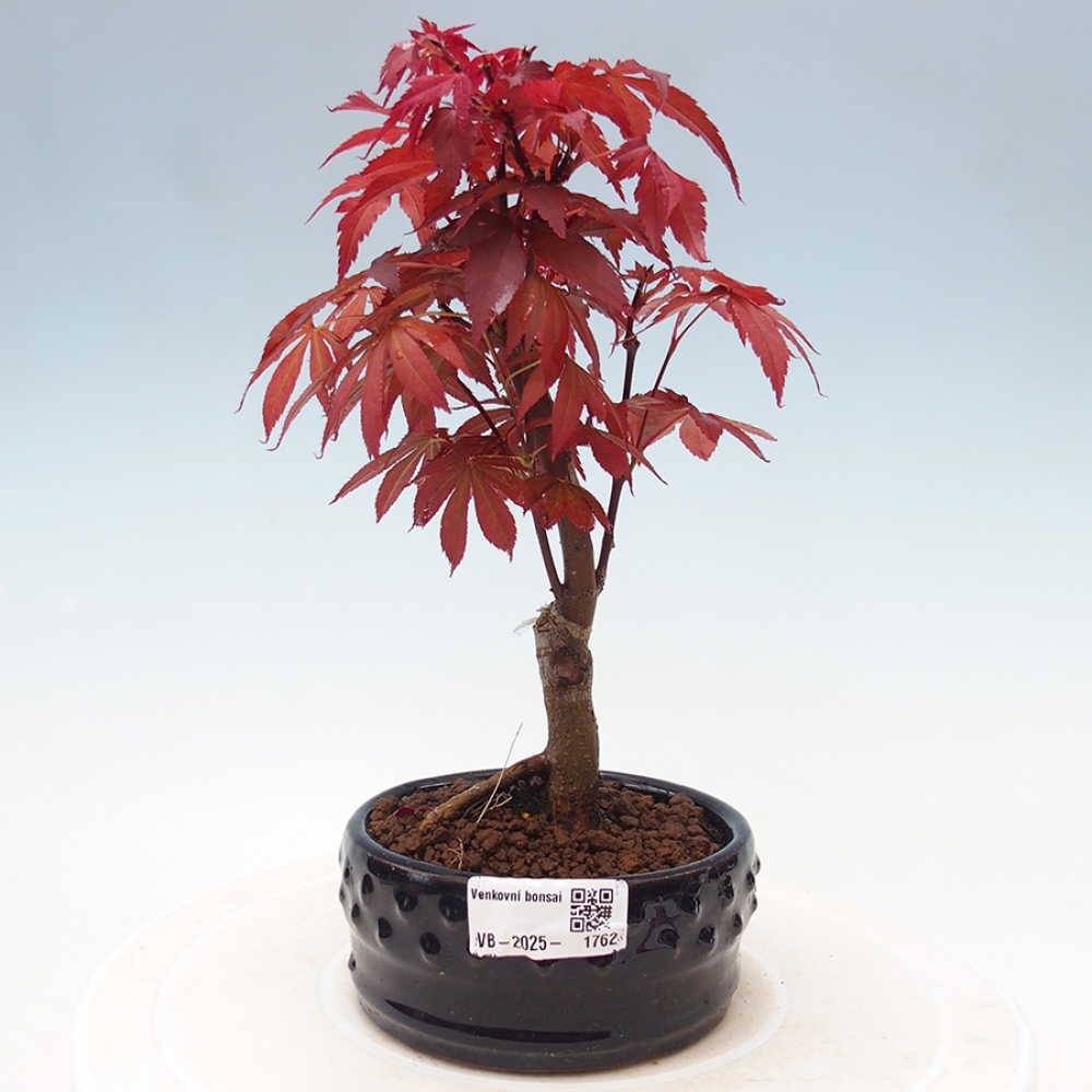 Venkovní bonsai - Acer palm. Atropurpureum-Javor dlanitolistý