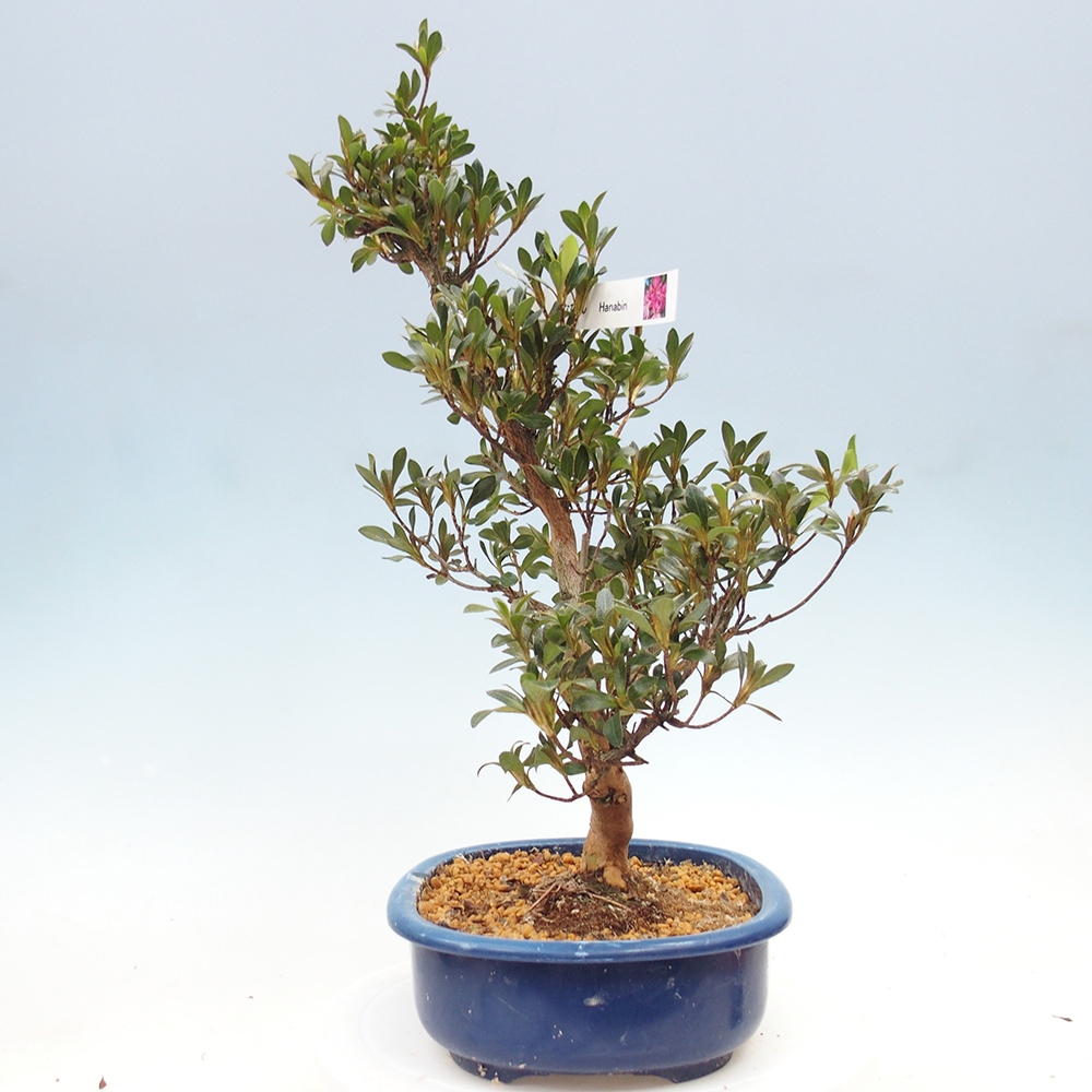 Venkovní bonsai - Japonská azalka - Azalea HANABIN
