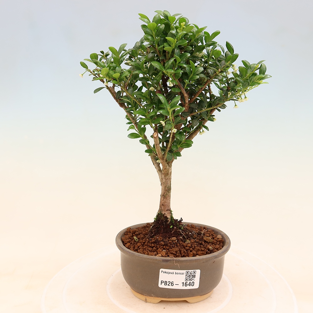 Pokojová bonsai - Ilex crenata - Cesmína