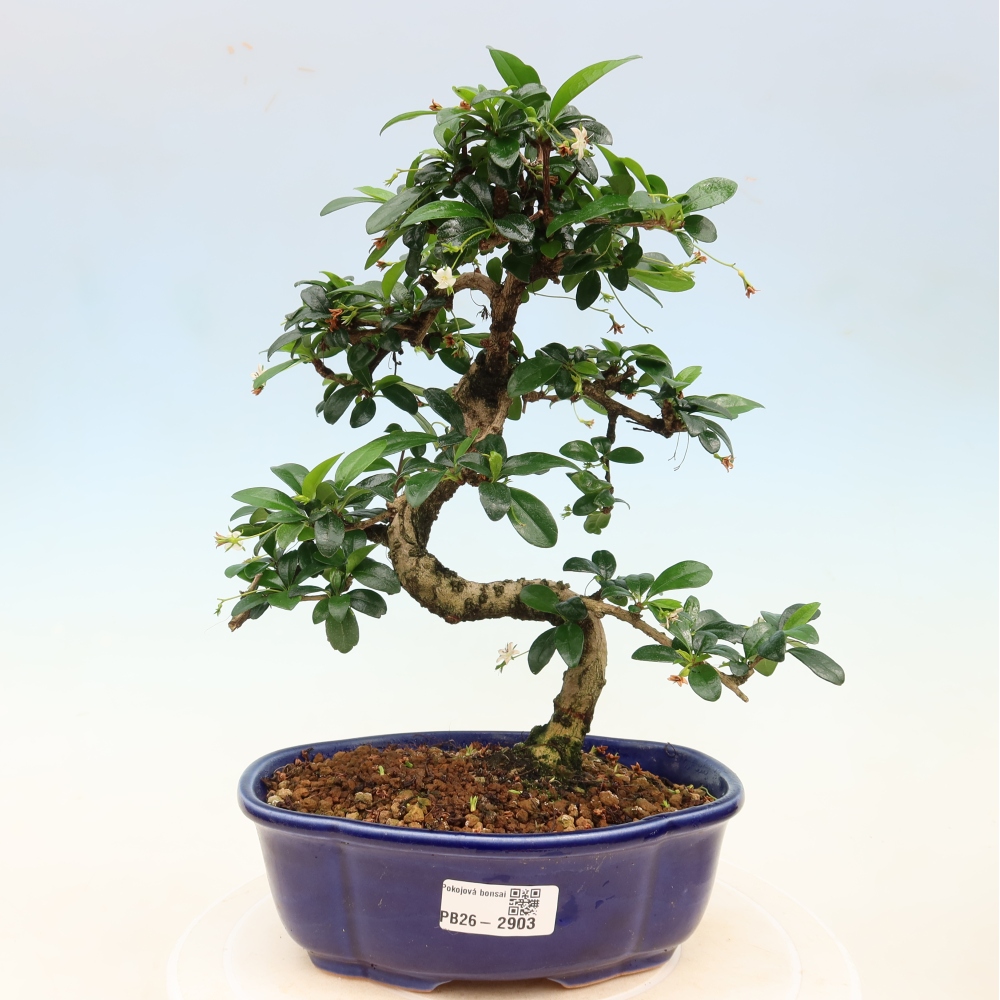 Pokojová bonsai - Carmona macrophylla - Čaj fuki