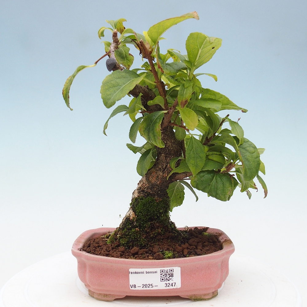 Venkovní bonsai - Celastrus  orbiculatus - Jesenec okrouhlolistý