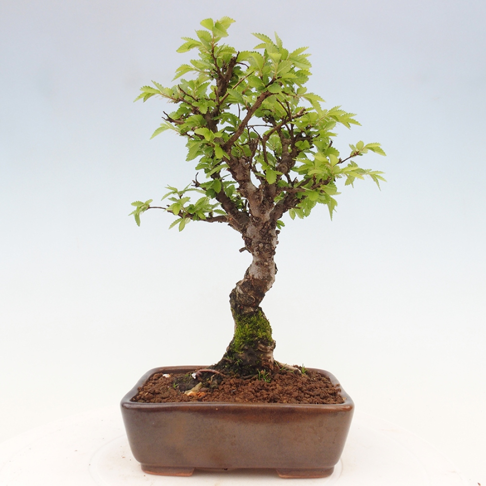Venkovní bonsai - Zelkova - Zelkova NIRE