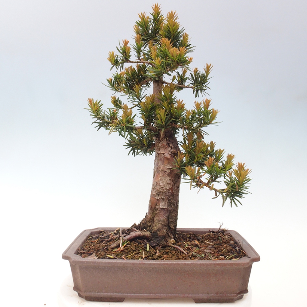 Venkovní bonsai - Taxus cuspidata  - Tis japonský