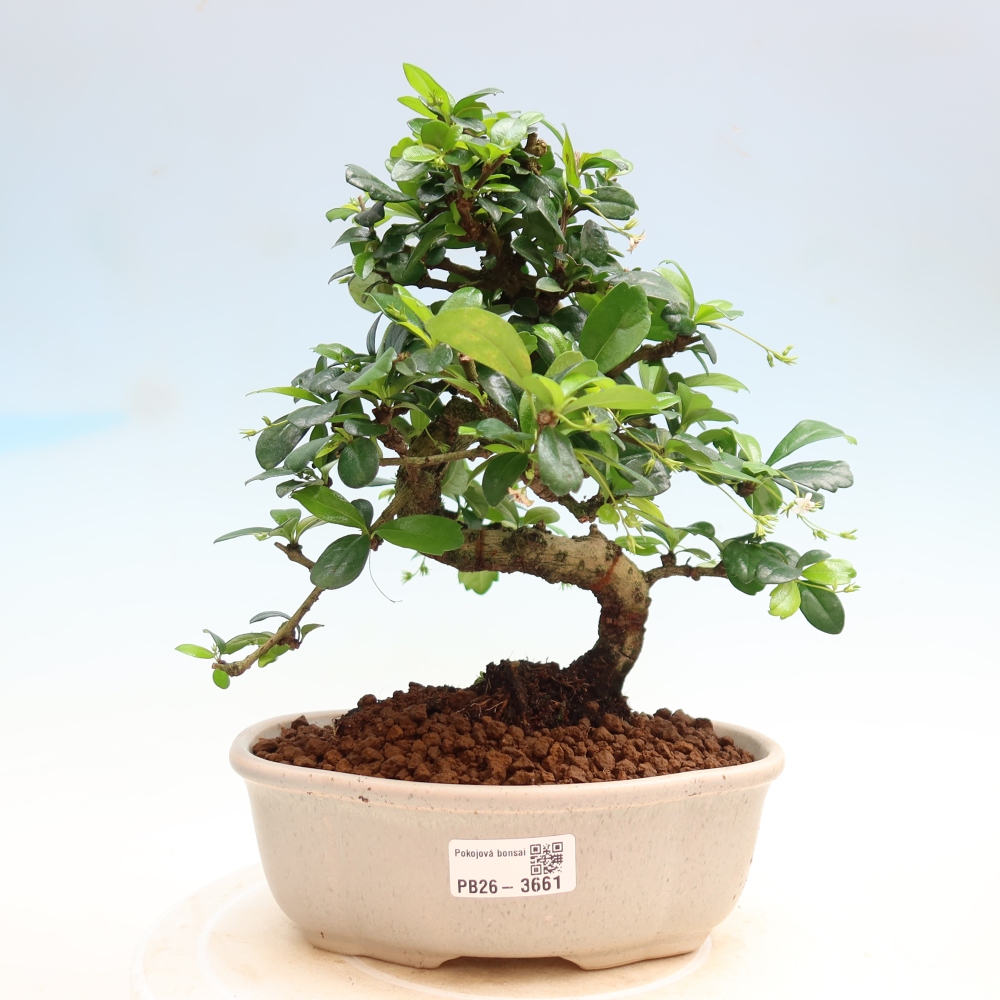 Pokojová bonsai - Carmona macrophylla - Čaj fuki